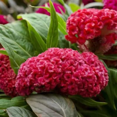 semilla-para-siembra-horta-mano-de-leon-h-1009-h-1009-thumb-2