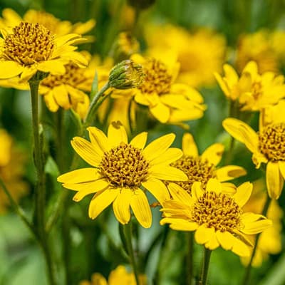 semilla-para-siembra-horta-arnica-h-557-h-557-thumb-1