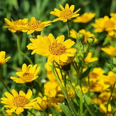 semilla-para-siembra-horta-arnica-h-557-h-557-thumb-2