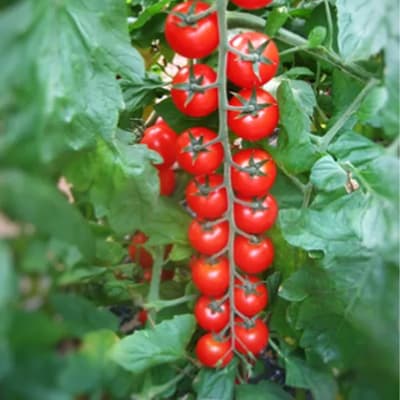 semilla-para-siembra-horta-jitomate-cereza-h-790-h-790-thumb-1