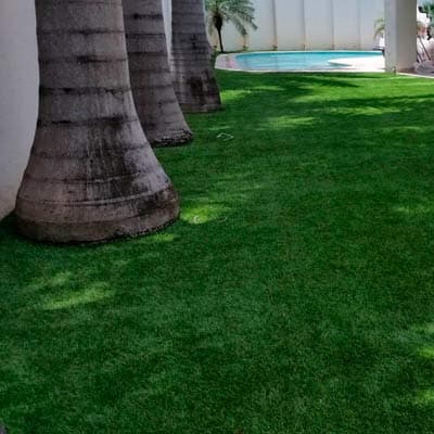 semilla-para-pasto-sombra-sem3813-thumb-2