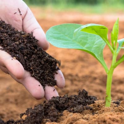 humus-de-lombriz-5-kg-organico-thumb-1