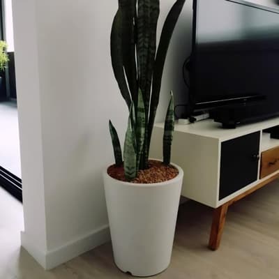 maceta-gerbera-33-blanco-gerbera-33-thumb-1