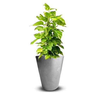 maceta-gerbera-33-gris-gerbera-33-thumb-1