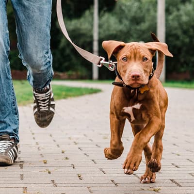 collar-suave-negro-talla-g-para-perro-615408-thumb-1