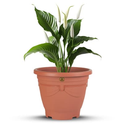 maceta-aimme-redonda-8-barro-aimme-redonda-thumb-1