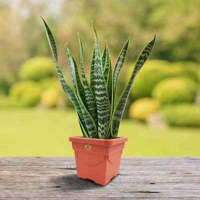 maceta-aimme-cuadrada-barro-macu2001-thumb-1