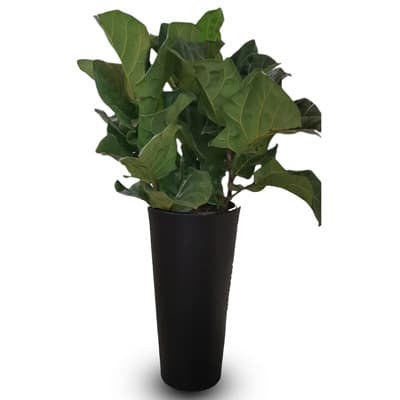 maceta-ficus-60-negro-ficus-60-thumb-1