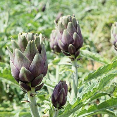 semilla-para-siembra-de-alcachofa-ne-thumb-1
