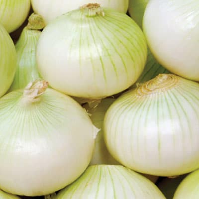 semilla-para-siembra-de-cebolla-de-rabo-ne-thumb-2