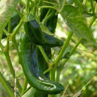 semilla-para-siembra-de-chilaca-ne-thumb-2