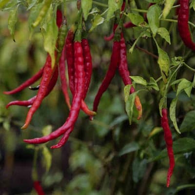 semilla-para-siembra-de-chile-de-arbol-ne-thumb-2