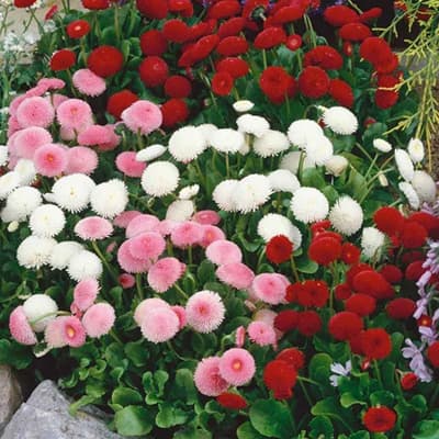 semilla-para-siembra-horta-margarita-botoncitos-variada-h-174-h-174-thumb-1