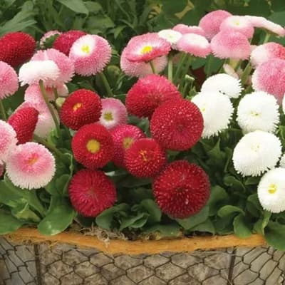 semilla-para-siembra-horta-margarita-botoncitos-variada-h-174-h-174-thumb-2