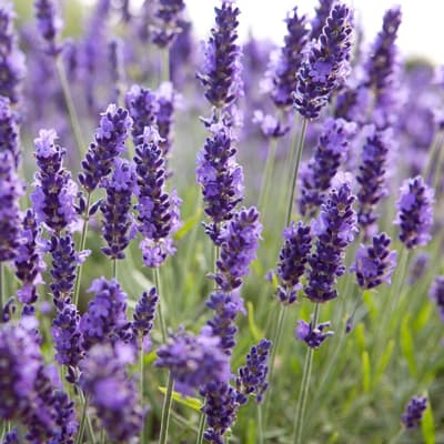 semilla-para-siembra-horta-lavanda-h-558-h-558-thumb-1