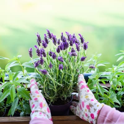 semilla-para-siembra-horta-lavanda-h-558-h-558-thumb-2