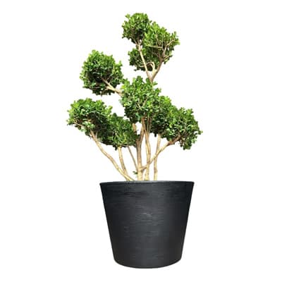 maceta-petunia-36-negro-petunia-36-thumb-1